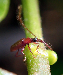 Cerobates ophthalmicus