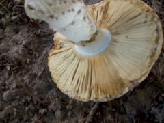 Amanita echinocephala