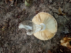 Amanita echinocephala