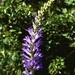 Spiked Bellflower - Photo (c) Gilles Péris y Saborit, some rights reserved (CC BY-NC)