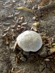 Amanita echinocephala