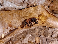 Geniotrigona thoracica