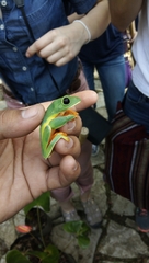 Agalychnis moreletii