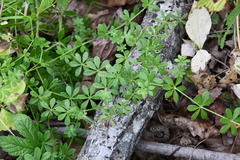 Galium dahuricum