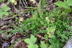 Galium dahuricum