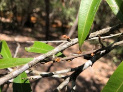 Samadera bidwillii