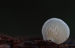 Crepidotus stipitatus