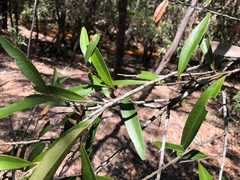 Samadera bidwillii