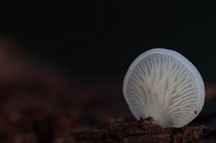 Crepidotus stipitatus