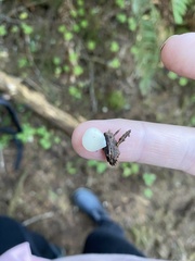 Crepidotus stipitatus
