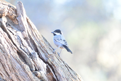 Melaniparus cinerascens