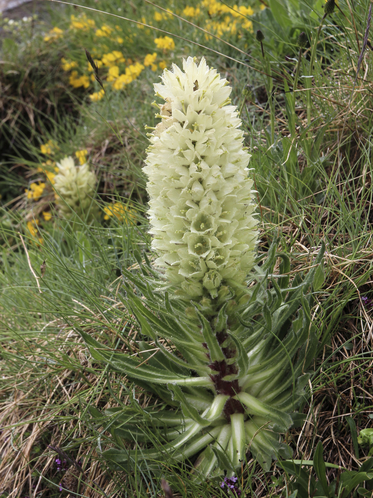 Yellow Bellflower