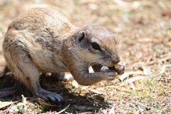 Geosciurus inauris