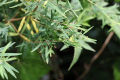 Pimelea neoanglica