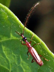 Cerobates ophthalmicus