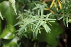Pimelea neoanglica