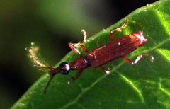 Cerobates ophthalmicus