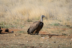 Gyps africanus