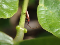 Cerobates ophthalmicus