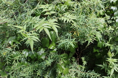 Pimelea neoanglica