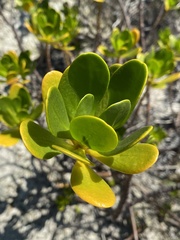 Scaevola plumieri image