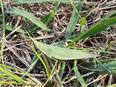 Atractomorpha lata