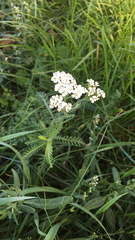 Achillea millefolium