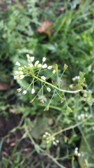 Capsella bursa-pastoris