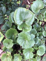 Farfugium japonicum
