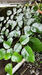 Pterocarpus santalinus