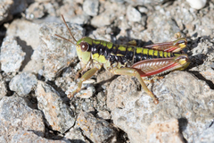 Epipodisma pedemontana
