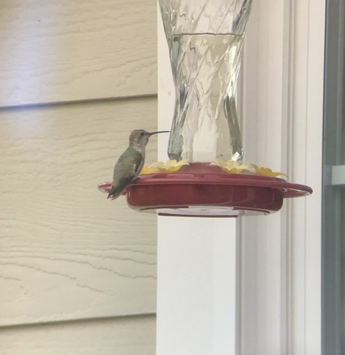 Costa's Hummingbird photographed in Alaska