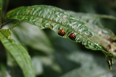 Henosepilachna vigintisexpunctata