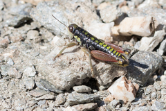 Epipodisma pedemontana