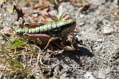 Epipodisma pedemontana