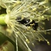 Hylaeus amiculus - Photo (c) Kim McCloughan, some rights reserved (CC BY-NC), uploaded by Kim McCloughan