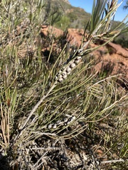 Melaleuca orophila