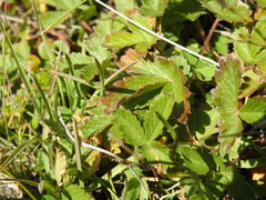 Potentilla grandiflora
