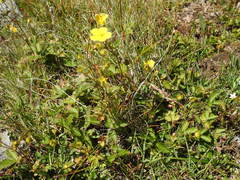 Potentilla grandiflora