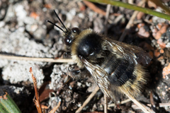 Bombus mendax