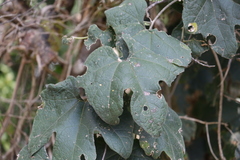 Trichosanthes subvelutina