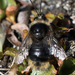 Bombus mendax - Photo (c) Joachim Wimmer, μερικά δικαιώματα διατηρούνται (CC BY-NC-ND), uploaded by Joachim Wimmer
