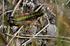 Epipodisma pedemontana