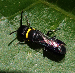 Hylaeus primulipictus