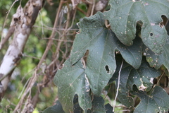 Trichosanthes subvelutina