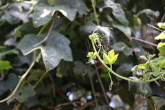 Trichosanthes subvelutina