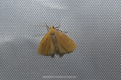 Paralithosia umbripuncta