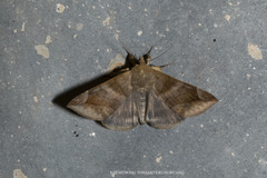 Buzara