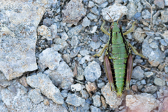Epipodisma pedemontana