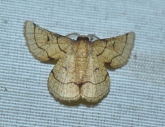 Cacochloris uvidula